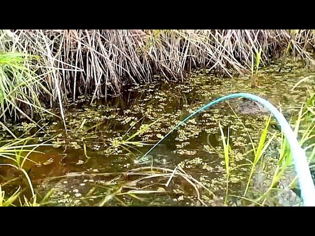 The thicket swamp is full of predatory fish, sir‼️#wildfishing