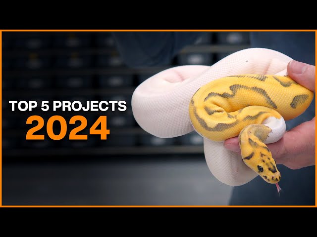 Top 5 Ball Python Projects for 2024!