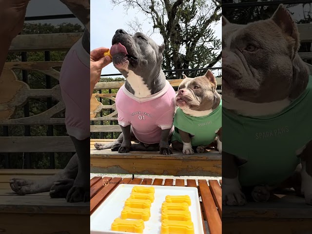 Para refrescar o dia 🤩 Picolé com apenas 2 ingredientes: Manga e Iogurte Natural 🐾Bom pra cachorro