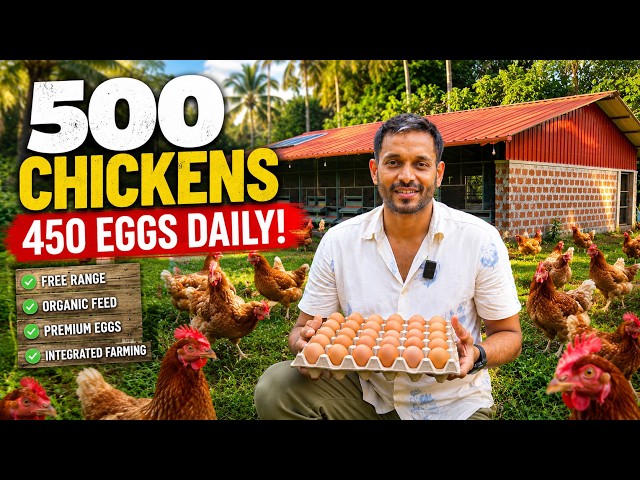 500 Chickens, 450 Eggs Daily — Inside an Integrated Free Range Chicken Farm