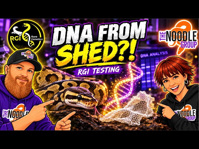 Ball Python Shed Testing with RGI: What Can DNA Tell You?
