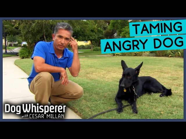 Aggressive German Shepherd Loses It At Strangers & Cats | Dog Whisperer With Cesar Millan