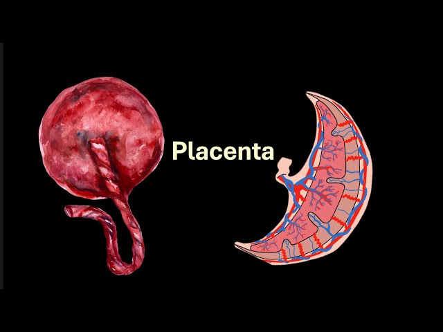 Placenta | Human Reproduction | Class 12 | Zoology | Telangana | Khan Academy