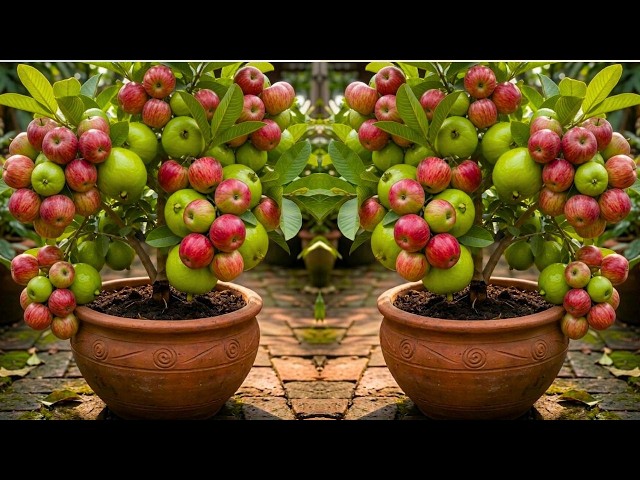 🔴 LIVE  🌱 🍏🍈 Growing Two Fruits on One Tree | Guava and Apple Grafting Success #livestream #live