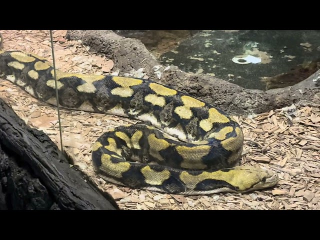 Python Hangin With Us Regular People #shorts 