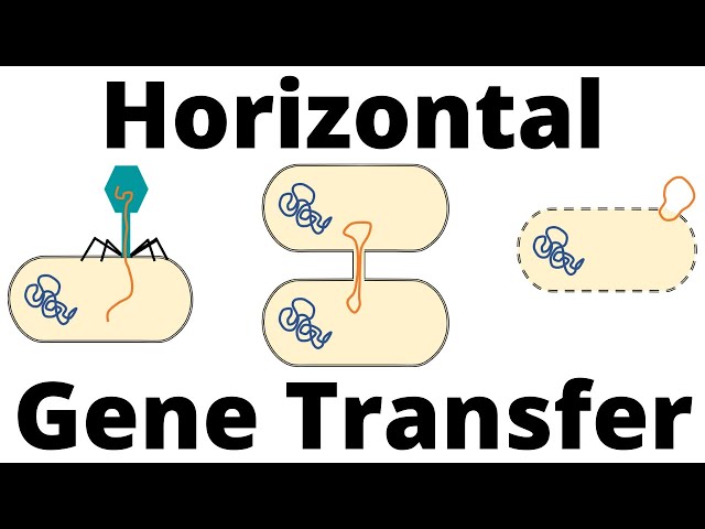 Transformation, Transduction and Conjugation (Horizontal Gene Transfer in Bacteria)