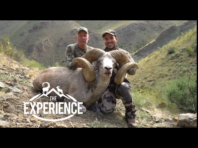 "Mongolia Experience" ARGALI, IBEX, and Snow Leopard with Temer Ekenler and Wild Hunting Turkey