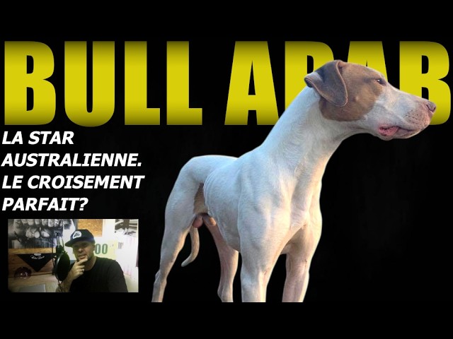 THE AUSTRALIAN STAR. THE BULL ARAB. THE MOST SUCCESSFUL CROSSBREED? An outstanding hunting dog.