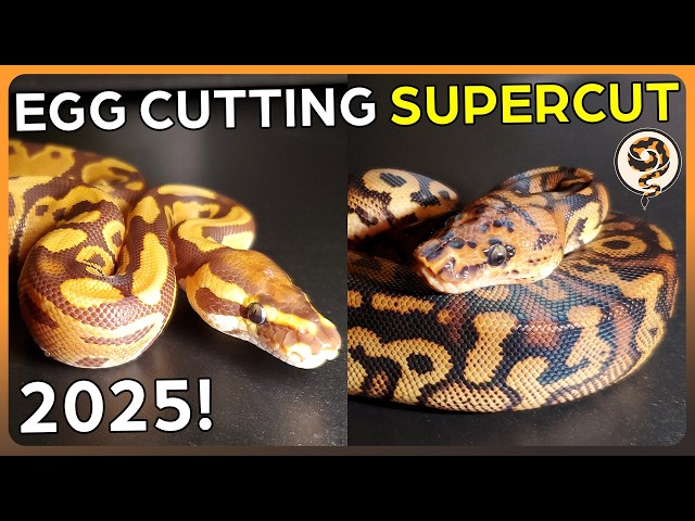 Showcasing ALL of our Ball Python Egg Cuttings from 2025!