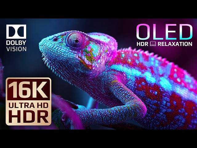 Cinematic Nature Animals | 16K Dolby Vision HDR OLED Test 120fps (4K Ultra HD TV)