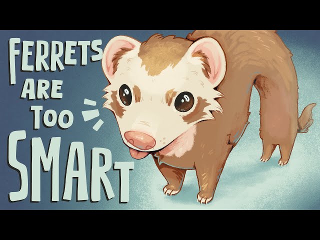 Ferrets are (a little too) Smart