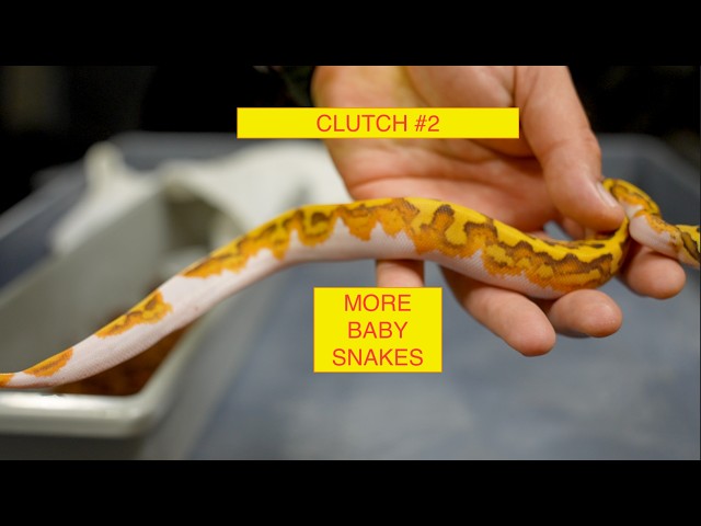 Ball Python Clutch #2 of 2026!