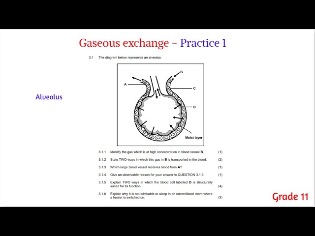 Practice - Gaseous exchange pt1