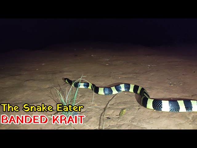 BANDED KRAIT is amongst the deadliest snake killer.Is it the most venomous snake??