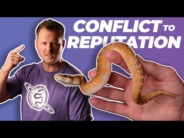 Art of Attention in the Reptile Hobby | #ballpython #snake #reptiles