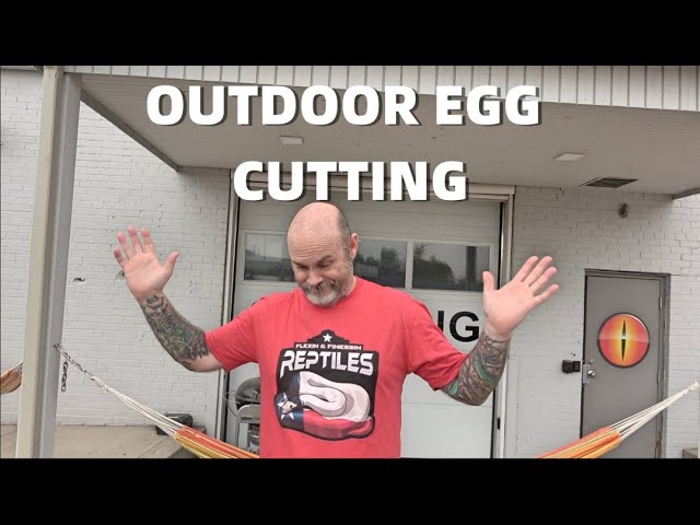 Hatching Out Baby Ball Pythons Outside!! Hurricane Freeway Clutch