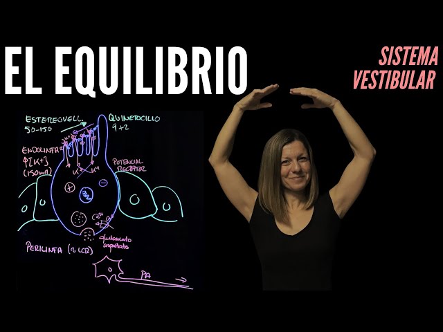 Fisiología del equilibrio, Aparato Vestibular