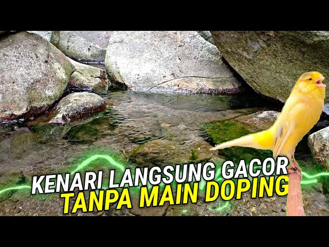 TERAPI GEMIRICIK AIR UNTUK KENARI MACET BUNYI - DI IRINGI SUARA KENARI GACOR ROLL PANJANG