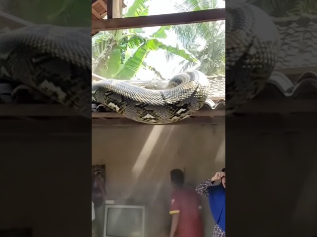 Giant Python Trapped on Rooftop During Massive Flood | Shocking Footage