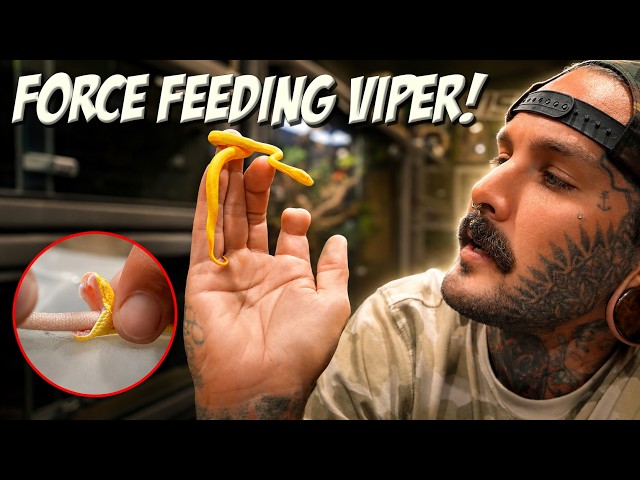 Force Feeding Venomous Snake by HAND! 😱