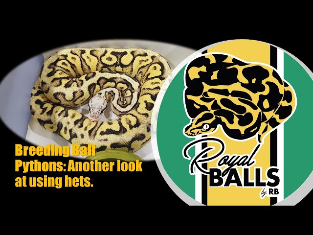 Breeding Ball Pythons; Another look at using hets.