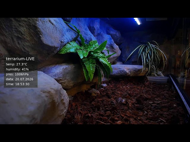 terrarium-LIVE 🔴 20/07/2026 🐍 Ball Python Regius Snake