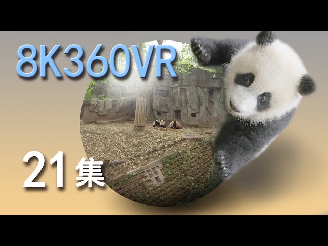 VR panda space15min episode 21 VR熊猫空間21集