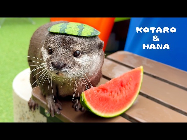 Otters Hate Summer Fruit…Except This One!