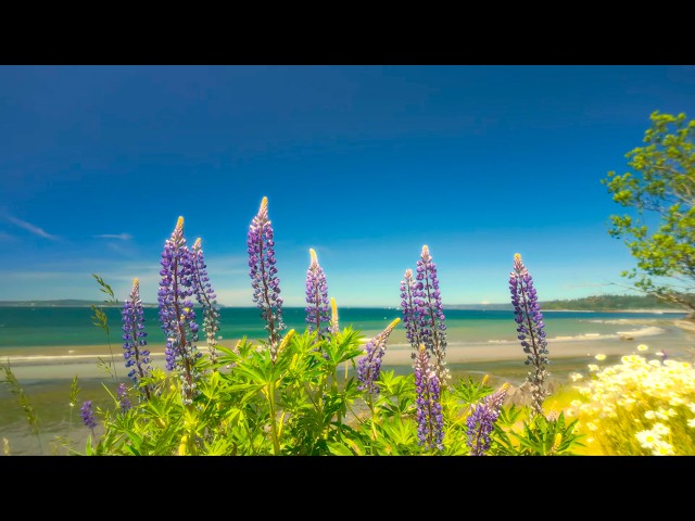 Ocean White Noise in 4K UHD | Peaceful Seattle Coast, Waves & Seagull Sounds - Ep 1