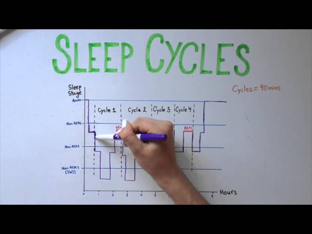 Sleep 5: Types of Sleep and Sleep Cycles