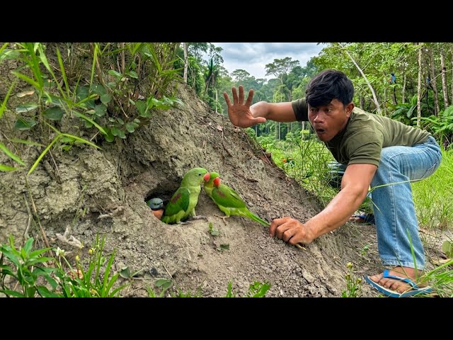 😳 Rare bird in the deep ground! #AmazingParrot #DeepBurrow#love 