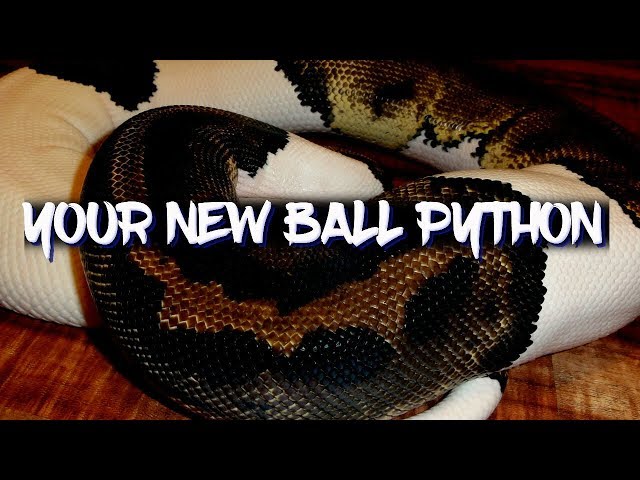 Basic care for your new ball python