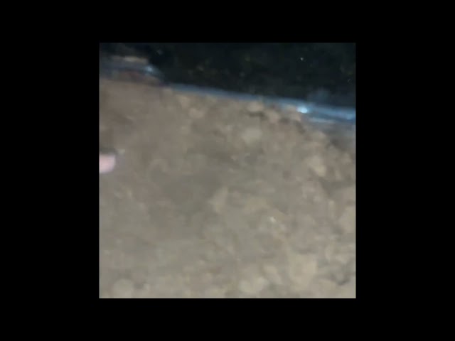 Substrate bedding & enclosure stimpson’s python