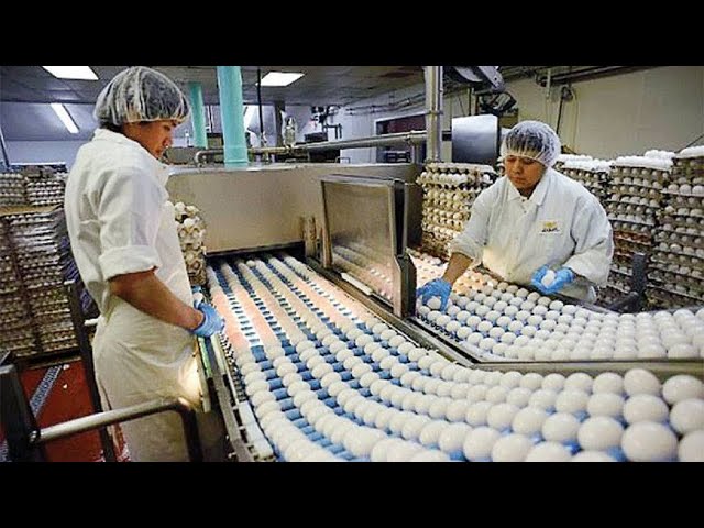 Oddly Satisfying Egg Processing Machines - A MUST WATCH!!