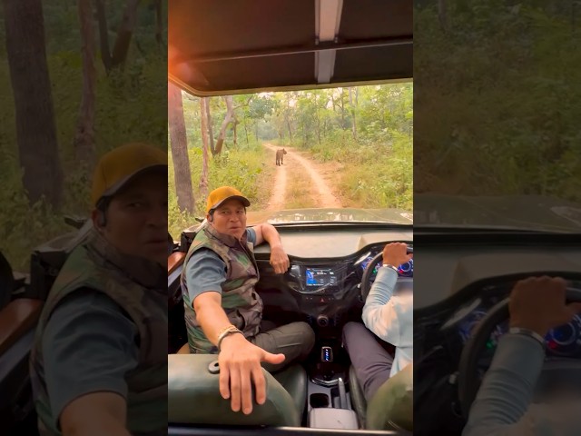 Sachin Tendulkar in Tadoba | Tigers of India | 2025