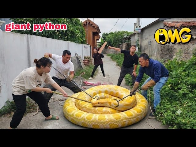 Expert Bravely Finds and Captures Giant White Python