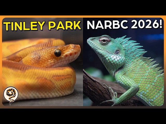 Experience the Tinley Park  NARBC 2026 Reptile Expo! - Show Footage + Interviews!