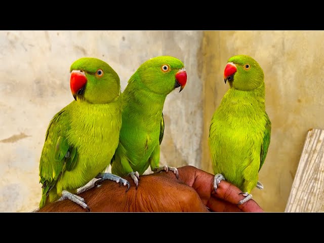 Ye Funny Parrot Talking And Dancing Video #mithuparrot #ringneckparrot #talkingparot 