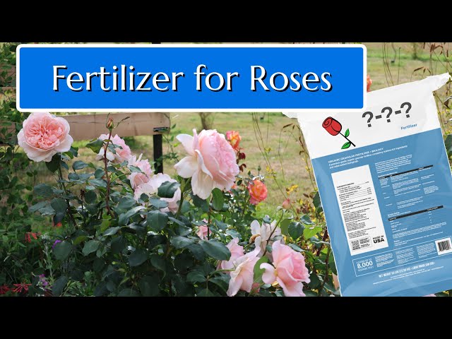 How to Fertilize Roses