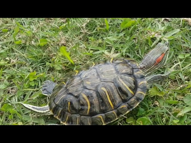 Cute Turtle Compilation