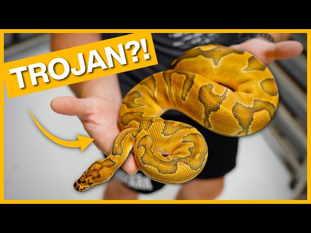 Our BEST Ball Python Breeder Males of the Season