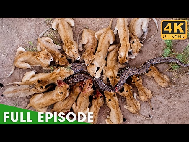 Africa's Deadliest Fights For Survival | FULL EPISODE | Nature Animal Documentary
