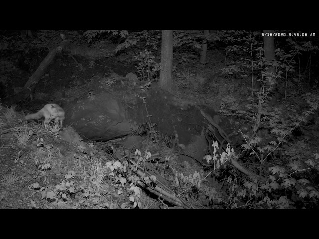 Fox near his den - IR lighting at night