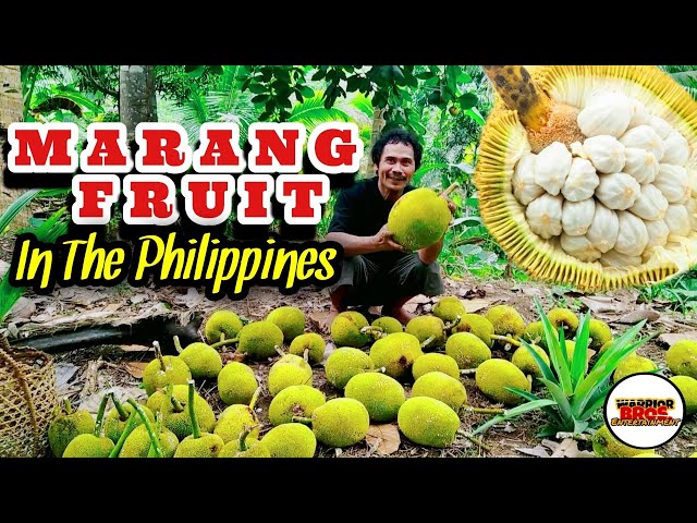 Harvesting Marang Fruits | Marang Fruit Farming In the Philippines | Marang Fruit Health Benefits