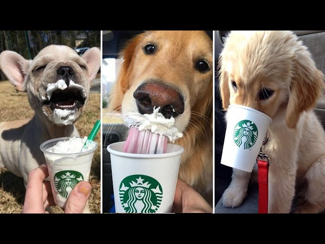 Cute Dogs Trying a Puppuccino