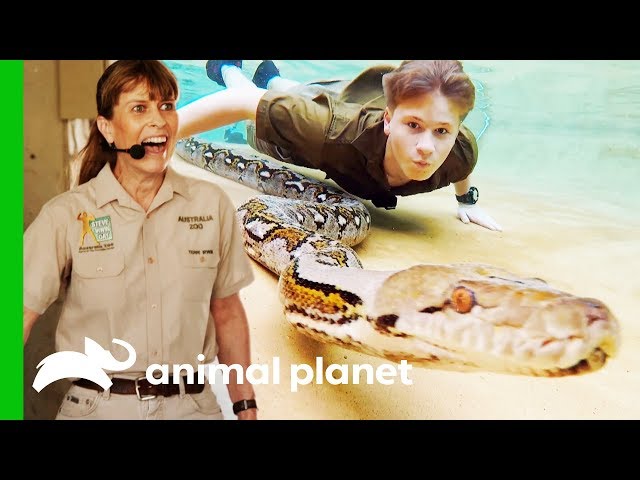Robert Irwin Swims With A Reticulated Python For The First Time | Crikey! It's The Irwins