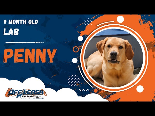 Penny | 9 Month Old Lab | Off Leash Lab Training, Georgia