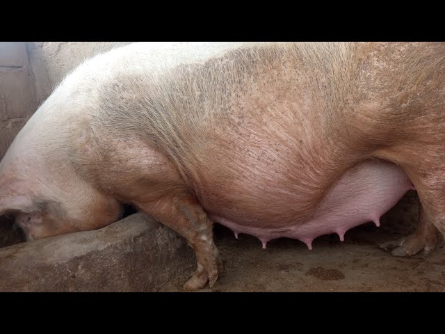 Recommendations for Sows During Farrowing / How to Know When a Sow Is About to Give Birth