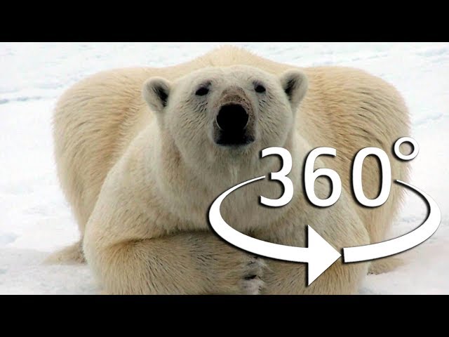 Anastasia August - Storing heat like a bear [in 360°]