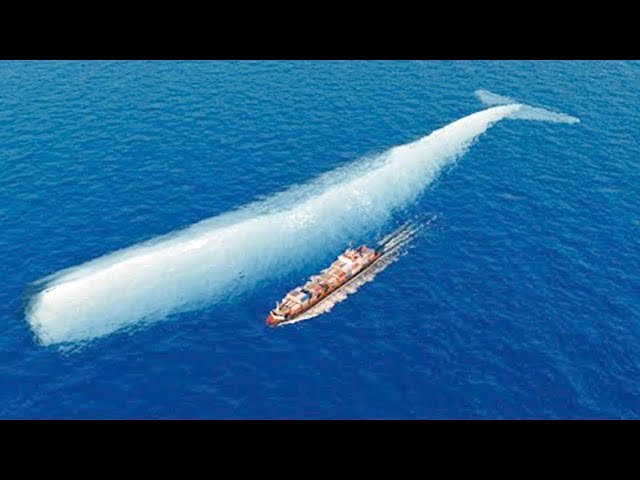 You Have To See What The World's Biggest Whale Is Capable Of Doing